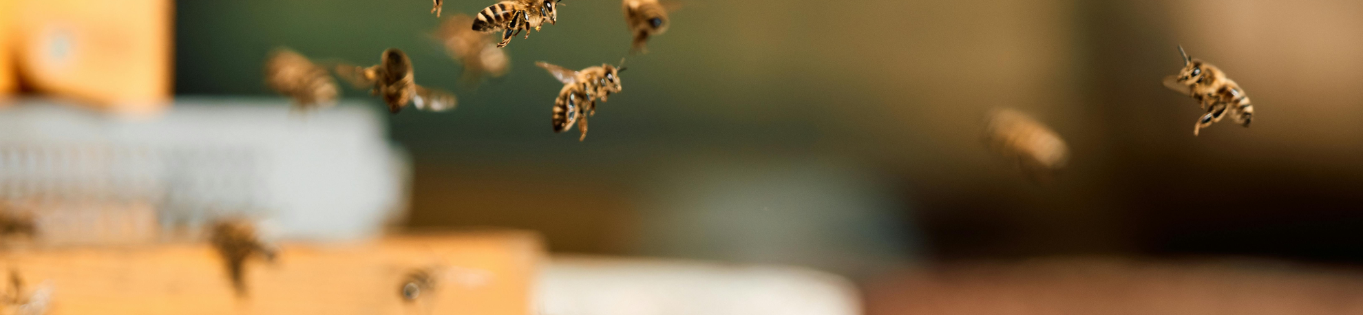 Bees 1