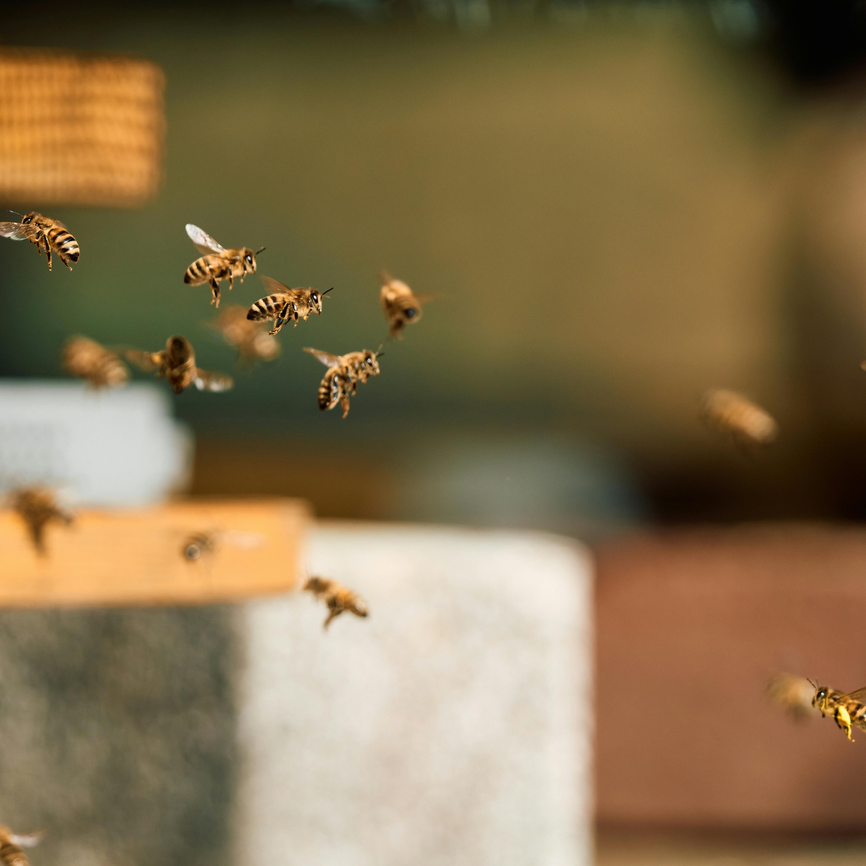 Bees 1