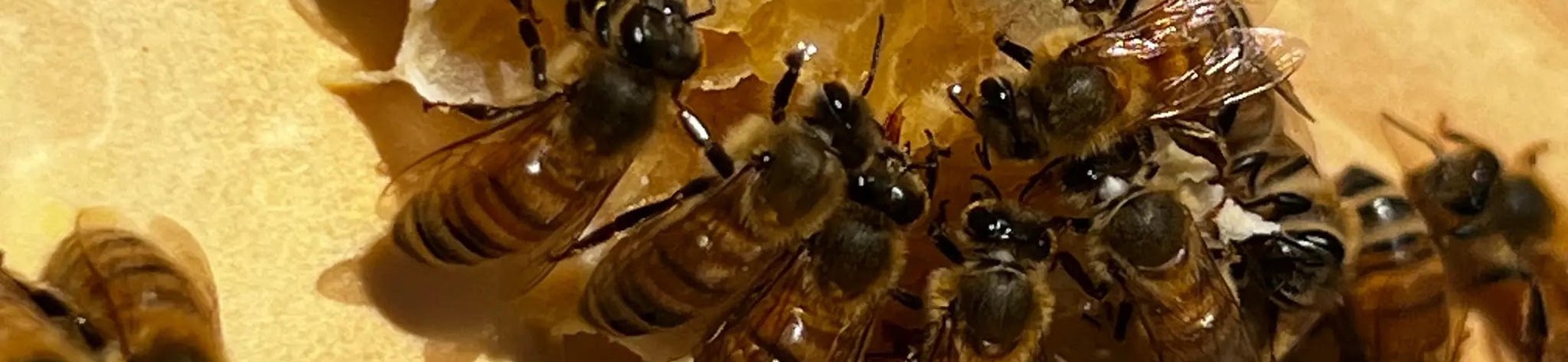 Bees Feeding
