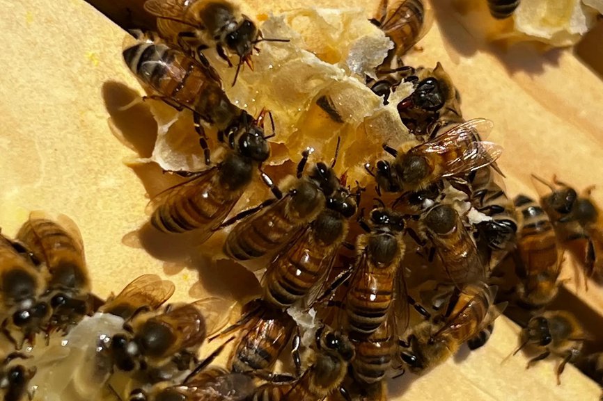 Bees Feeding