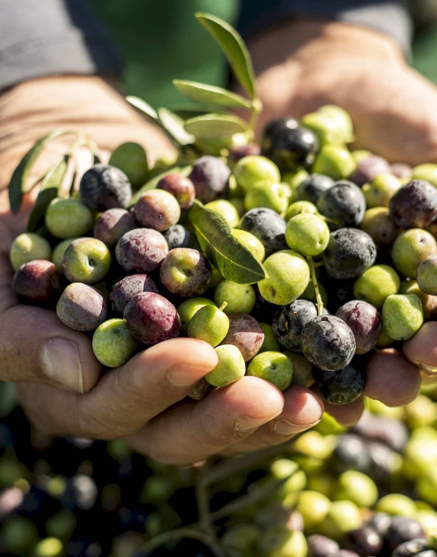 Olive-tour_2400-1