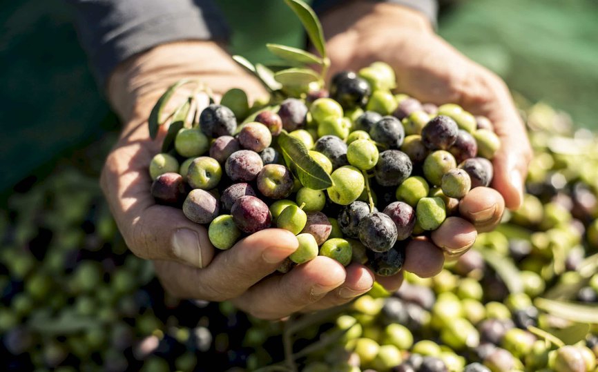 Olive-tour_2400-1