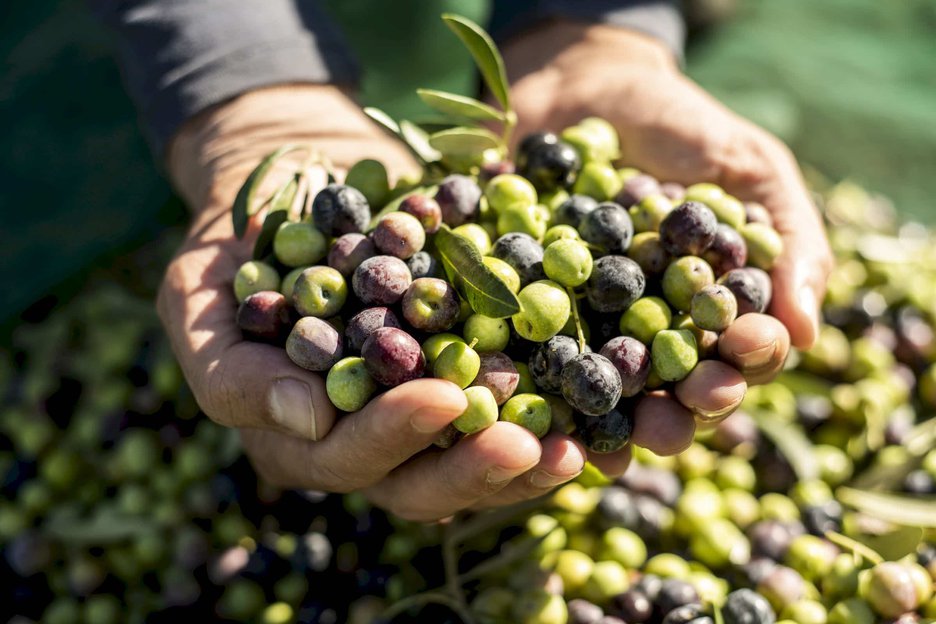 Olive-tour_2400-1