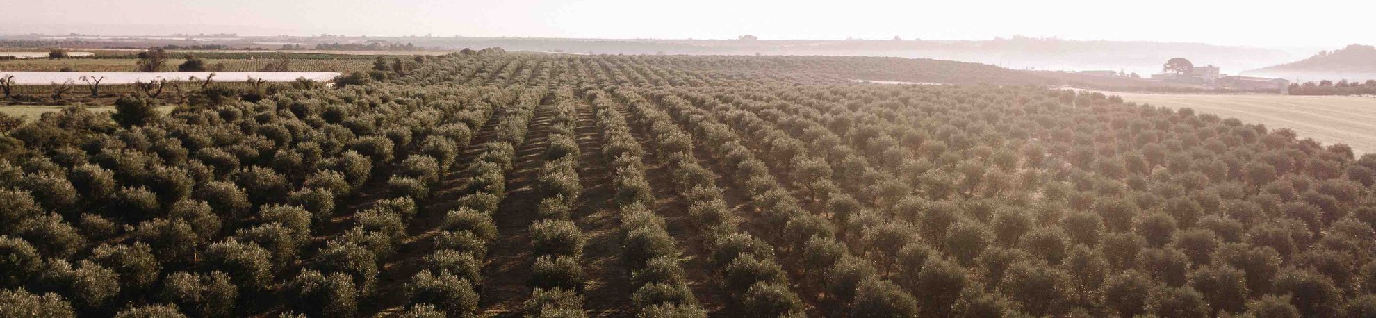 Olive oil trees