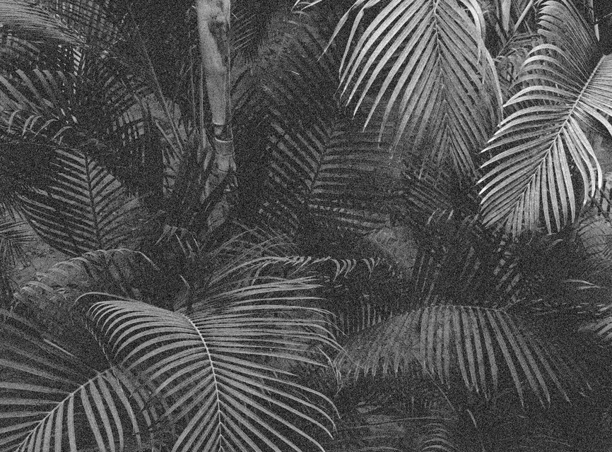 Selva - Black and White Palms