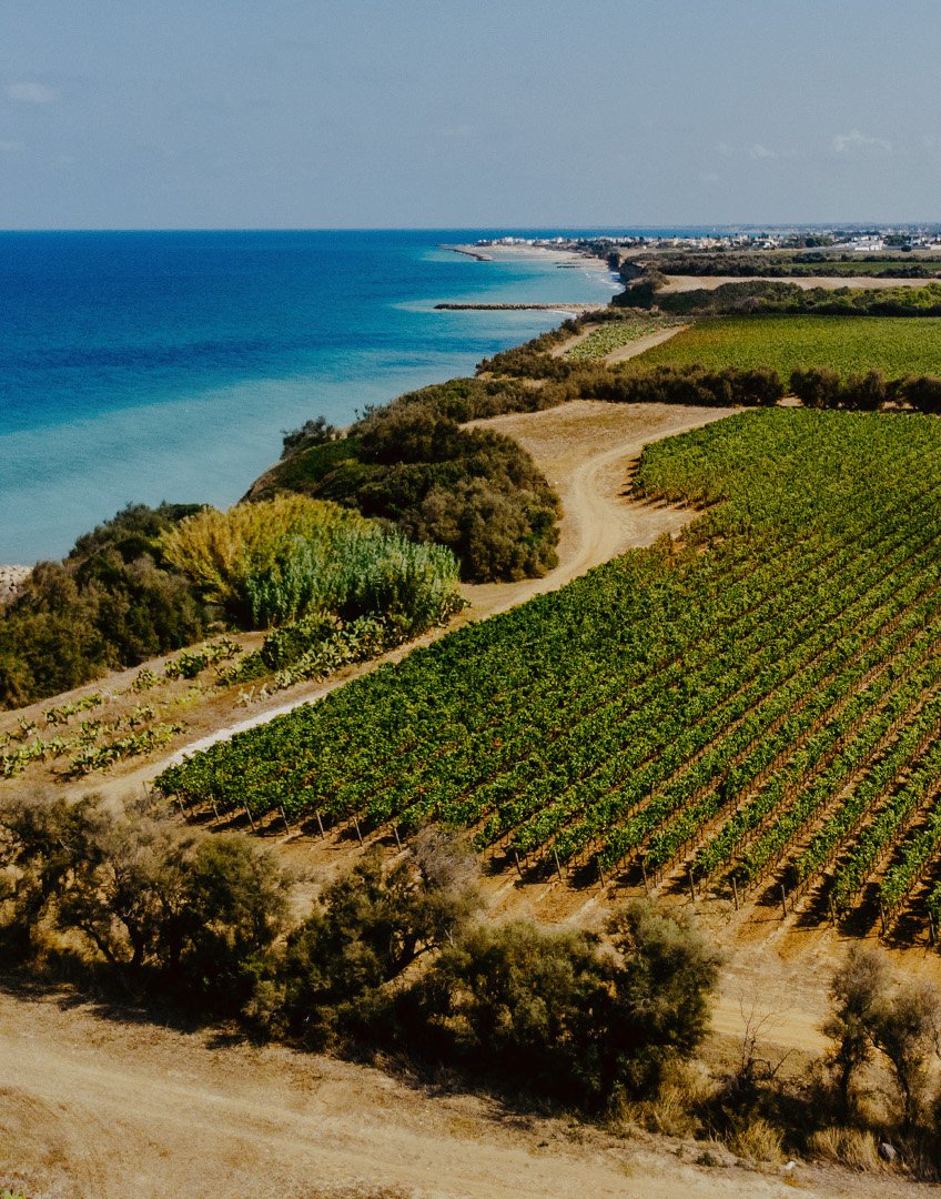 Aerial view of Maime Estate in Puglian Wine Country where the vineyards and ocean meet