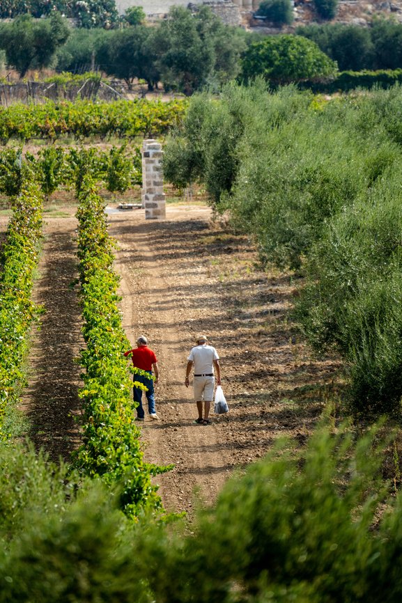 /media_files/images/puglia-winery.max-866x866.jpg