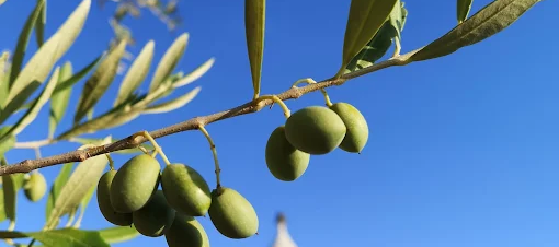 ulivi e trulli