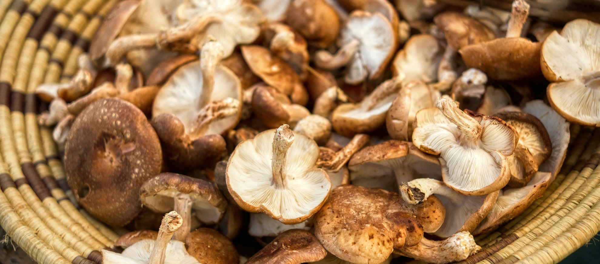 Shiitake mushrooms at Green City Market